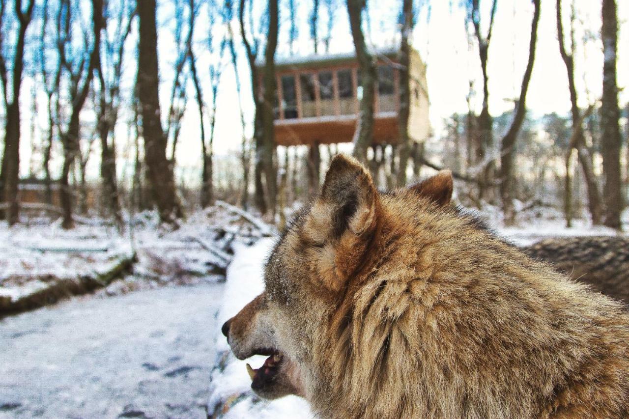 Tree Inn - Das Baumhaushotel Doerverden Экстерьер фото